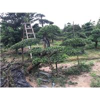 宁波造型罗汉松