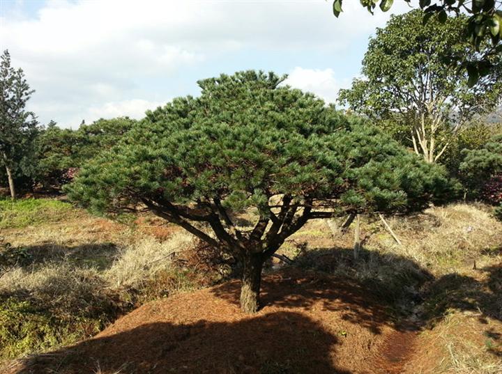 宁波五针松基地