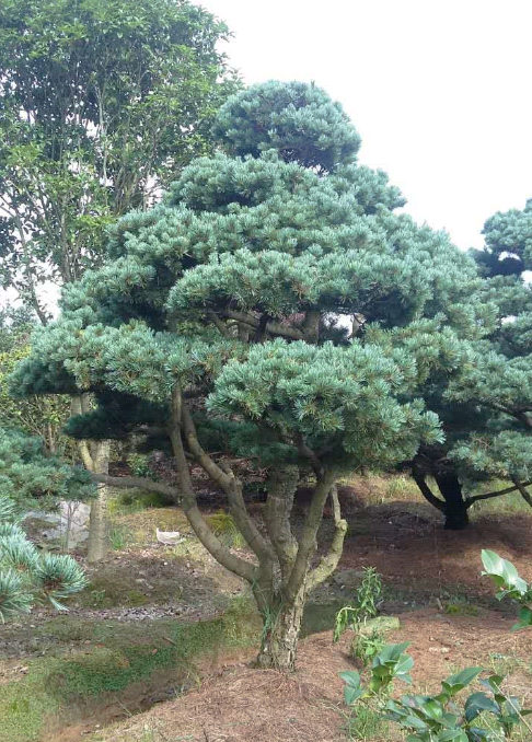 宁波五针松/浙江五针松基地