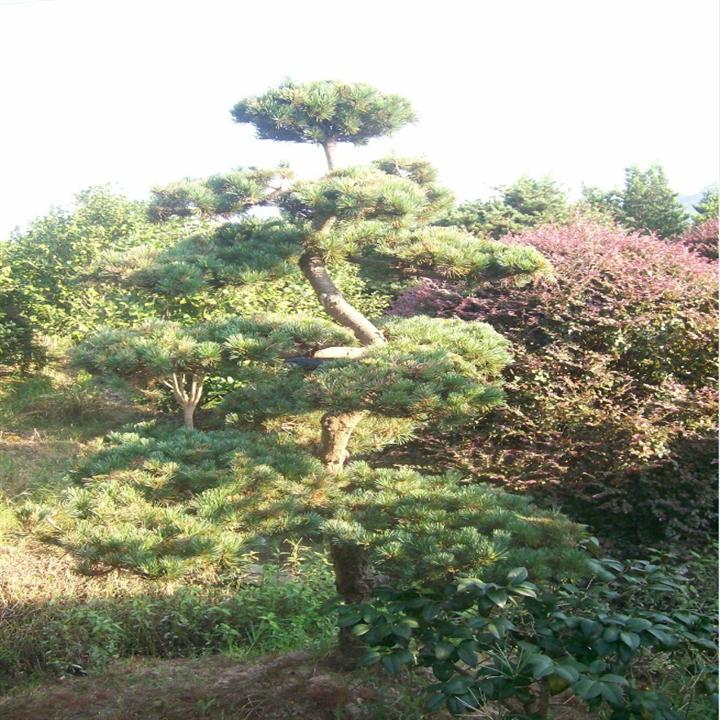 造型五针松