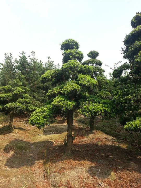 浙江造型罗汉松 