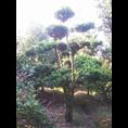宁波造型罗汉松