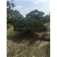 造型罗汉松20 