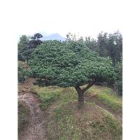 浙江造型罗汉松基地