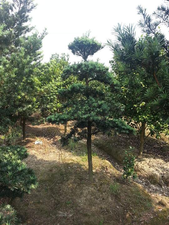 浙江造型罗汉松 