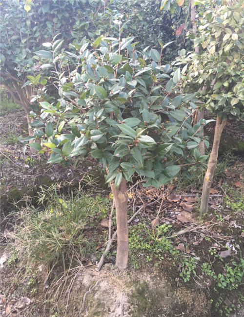 造型罗汉松12 