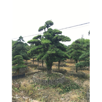 造型罗汉松37 