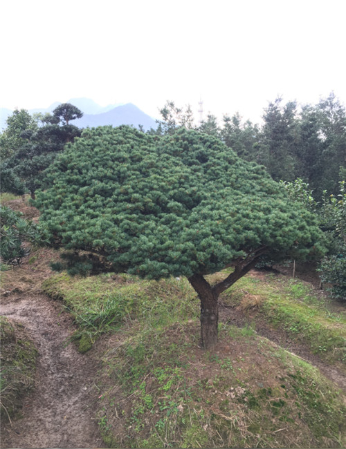 造型罗汉松9 