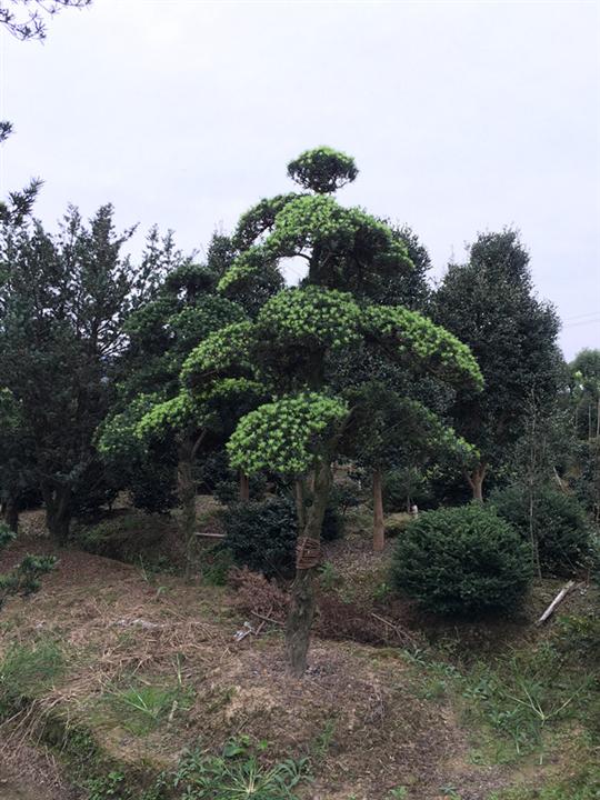 浙江造型罗汉松/宁波造型罗汉松