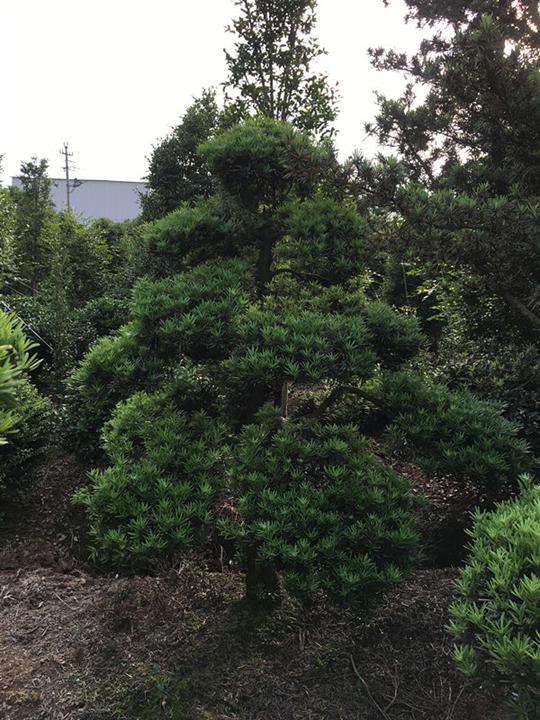 浙江造型罗汉松 