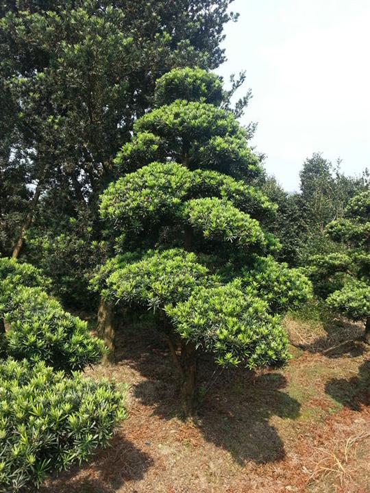 浙江宁波造型罗汉松 