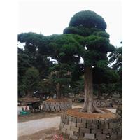 日本造型罗汉松