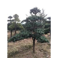 浙江造型罗汉松基地