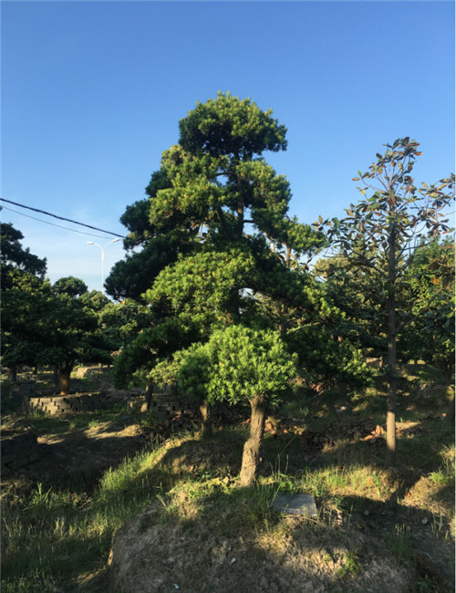 造型罗汉松26 