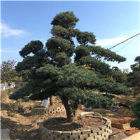 造型罗汉松10