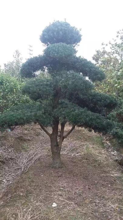 浙江造型罗汉松基地