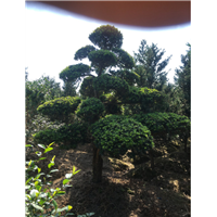 造型罗汉松67 