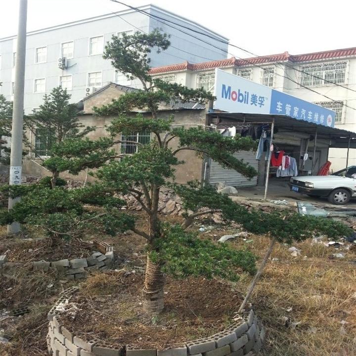 浙江造型罗汉松基地