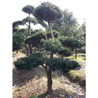 浙江造型罗汉松 