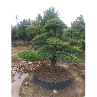造型罗汉松43 