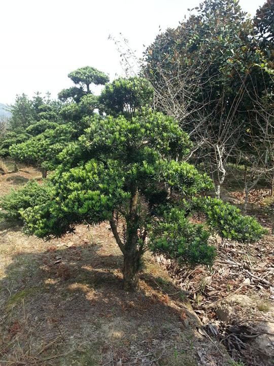 浙江造型罗汉松 