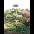 造型五针松