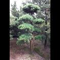 浙江造型罗汉松