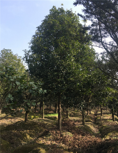 造型罗汉松19 