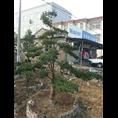 浙江造型罗汉松基地
