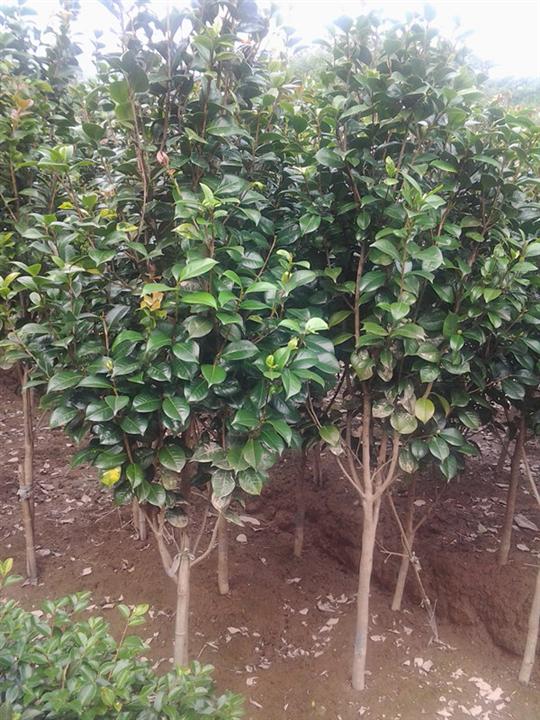 浙江小茶花基地