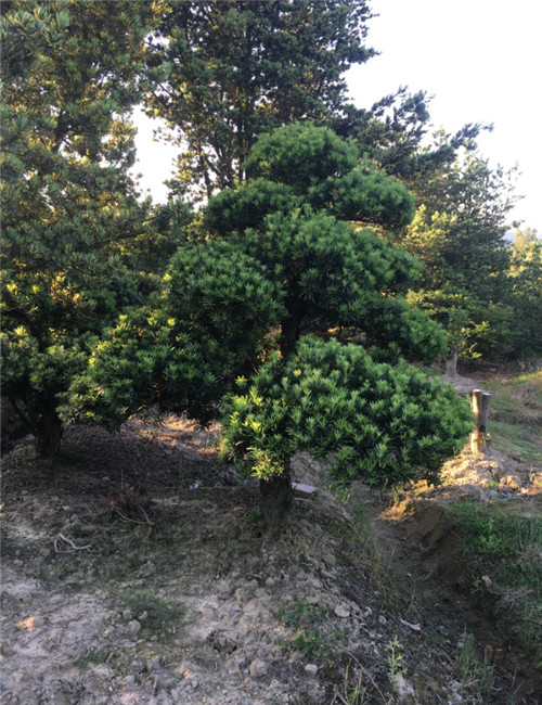 造型罗汉松32 