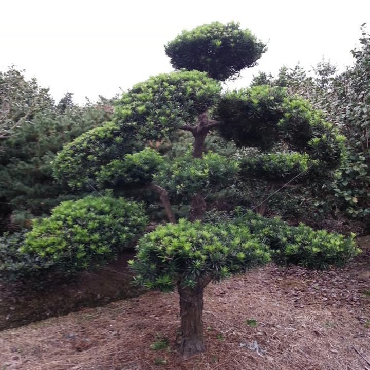 供应造型罗汉松