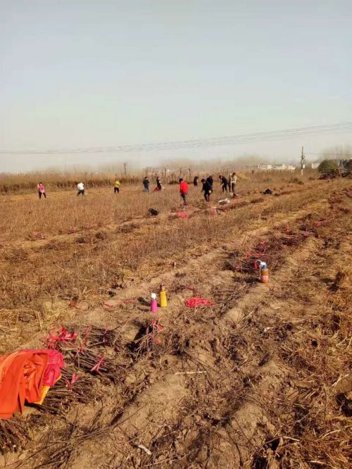 玫瑰苗圃大棚 