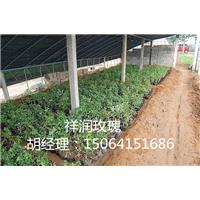玫瑰营养杯苗|营养杯苗批发
