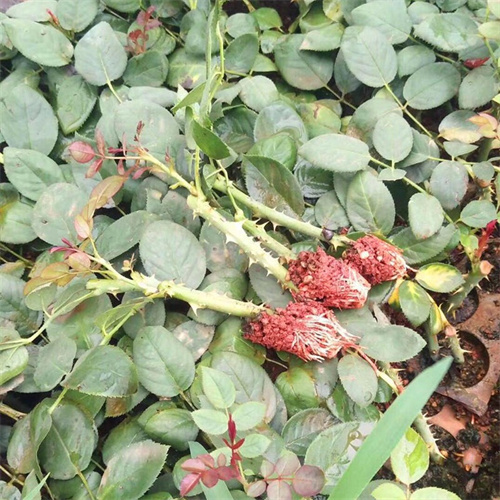 山东玫瑰苗