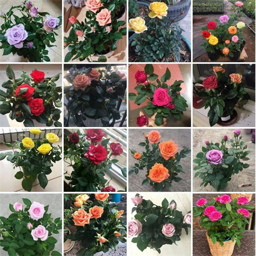 玫瑰花苗