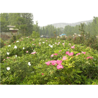 山东玫瑰苗、玫瑰苗批发 