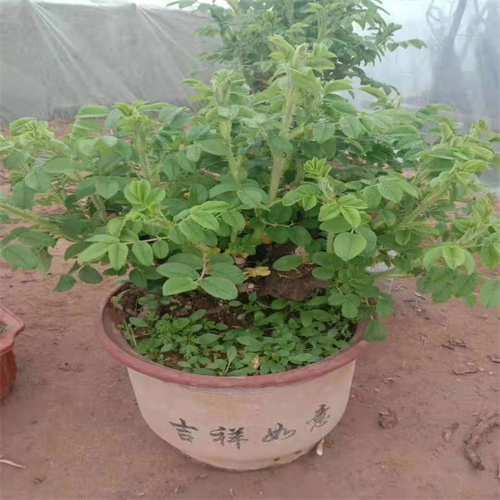 山东玫瑰苗