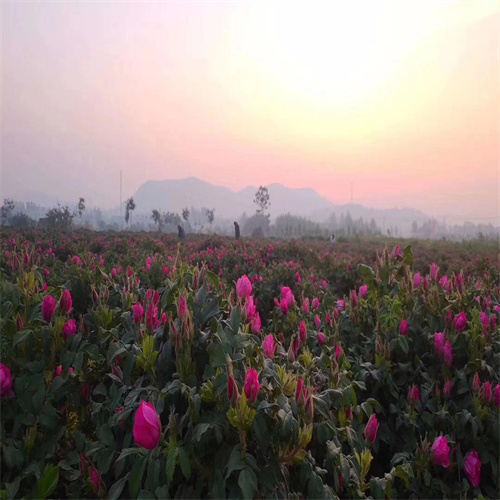 山东四季玫瑰苗
