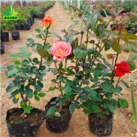 高性价比平阴玫瑰花在这里买更实惠