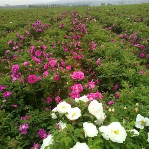 平阴丰花玫瑰