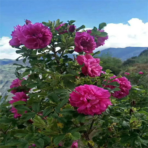 平阴玫瑰花苗