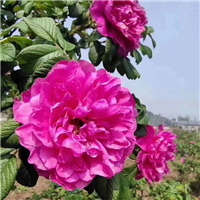 丰花一号玫瑰苗
