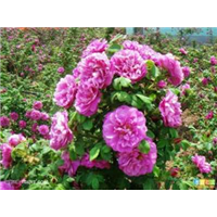 平阴重瓣红玫瑰苗