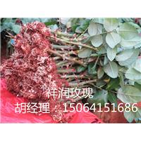 玫瑰营养杯苗|营养杯苗批发