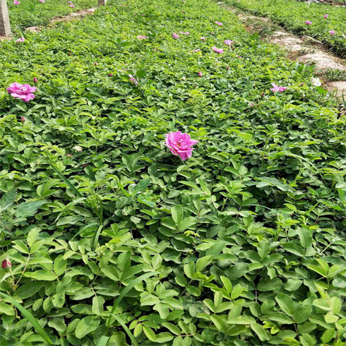 山东平阴玫瑰花基地