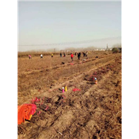 供应四季玫瑰苗/山东四季玫瑰苗 