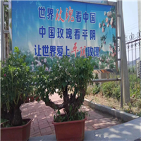 紫枝玫瑰