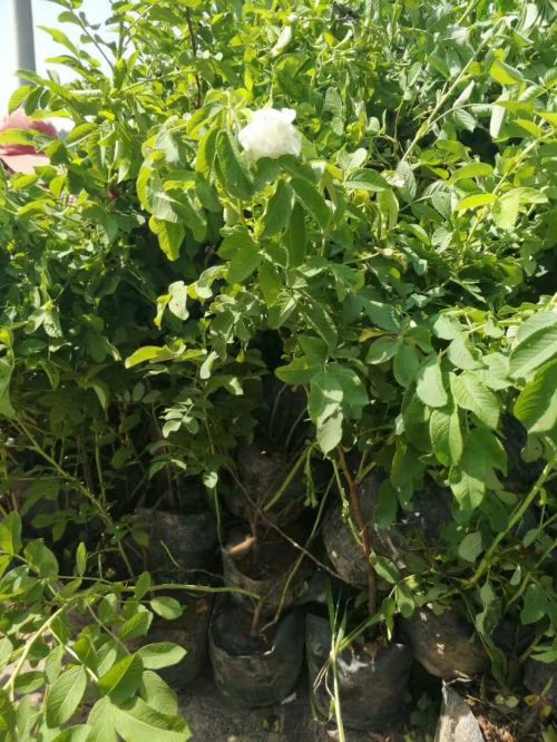 山东玫瑰花蕾\玫瑰花蕾批发价格 