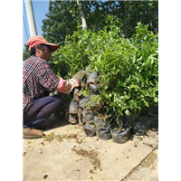 山东紫枝玫瑰苗|紫枝玫瑰苗基地 
